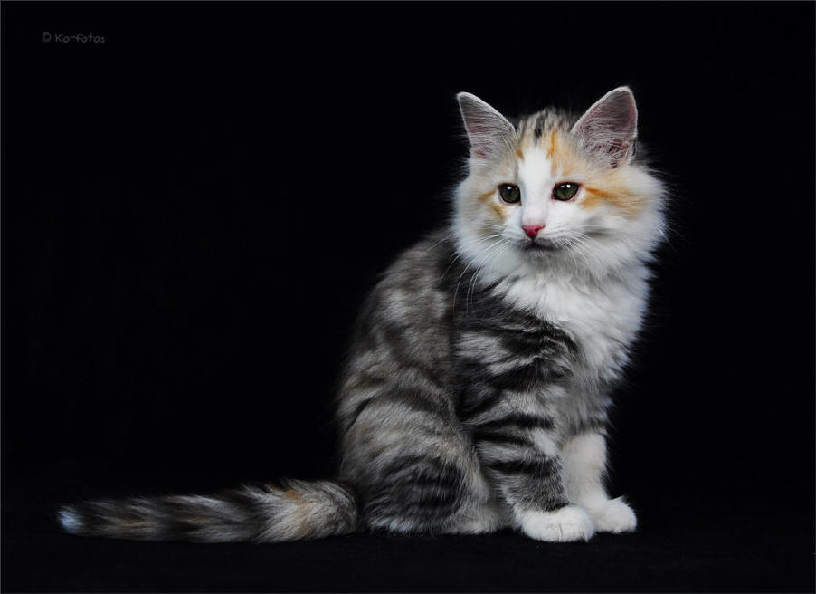 Bjoerk the Fabulous, Siberiancat