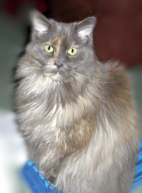 Maine Coon