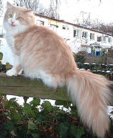 Film Duma Cara, Sibirische Katze