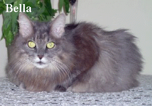 Bella z Basni, Sibirische Katze, blue-mc