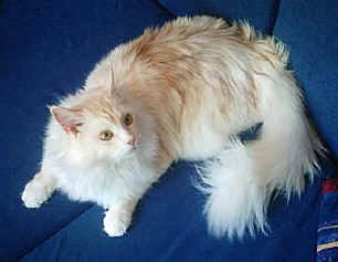 fuchur the one, Maine Coon