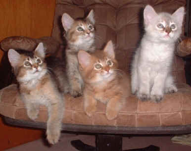 Gemcat's A-Wurf, sibirische Katze, Siberian