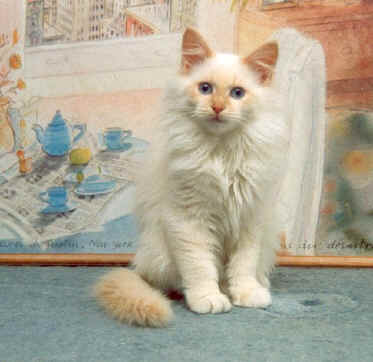 Hieronymus von der Ritterburg, Neva Masquarade, sibirische Katze, Siberian Colorpoint