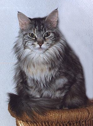 HussyCherry the Fabulous, Maine Coon