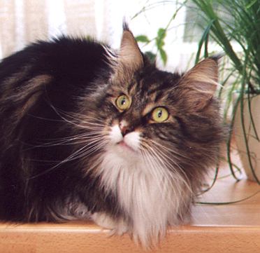 I'm Jeremy the Fabulous, Maine Coon