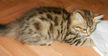 Sibirische Katze, Siberian black-spotted