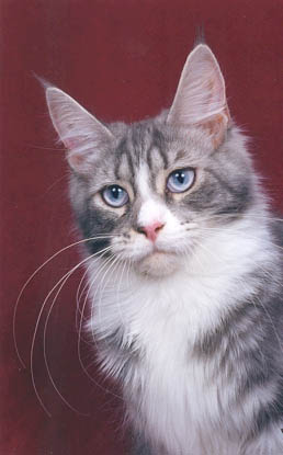 Maine Coon