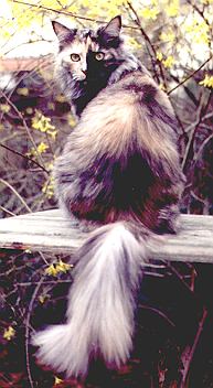 catawba2.jpg (71653 Byte)