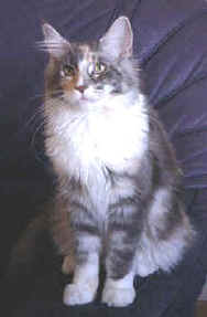 Maine Coon