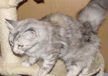 Dessire of Golden Glory, Sibirische Katze, Siberian
