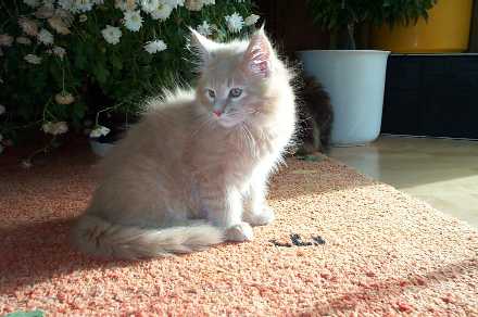 earl of tamany, Maine Coon
