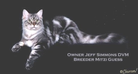 Maine Coon
