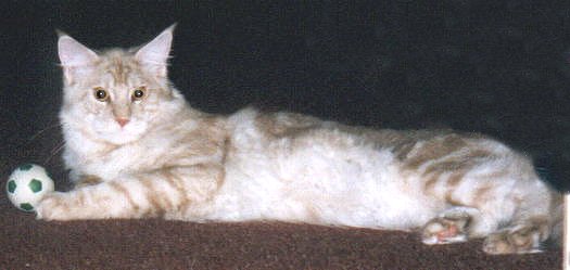 Yankeecats E.T., Maine Coon
